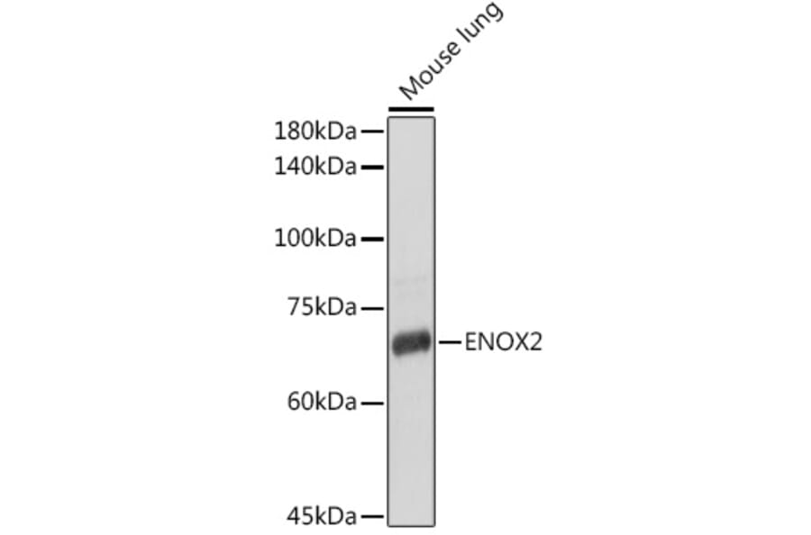 Western Blot - Anti-ENOX2/tNOX Antibody (A15518) - Antibodies.com
