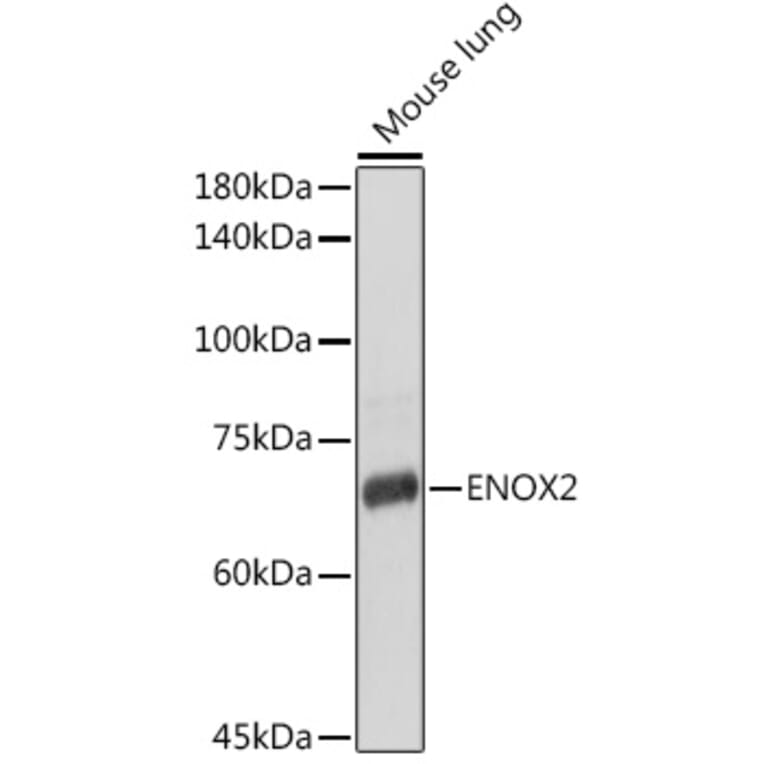 Western Blot - Anti-ENOX2/tNOX Antibody (A15518) - Antibodies.com