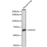 Western Blot - Anti-ENOX2/tNOX Antibody (A15518) - Antibodies.com