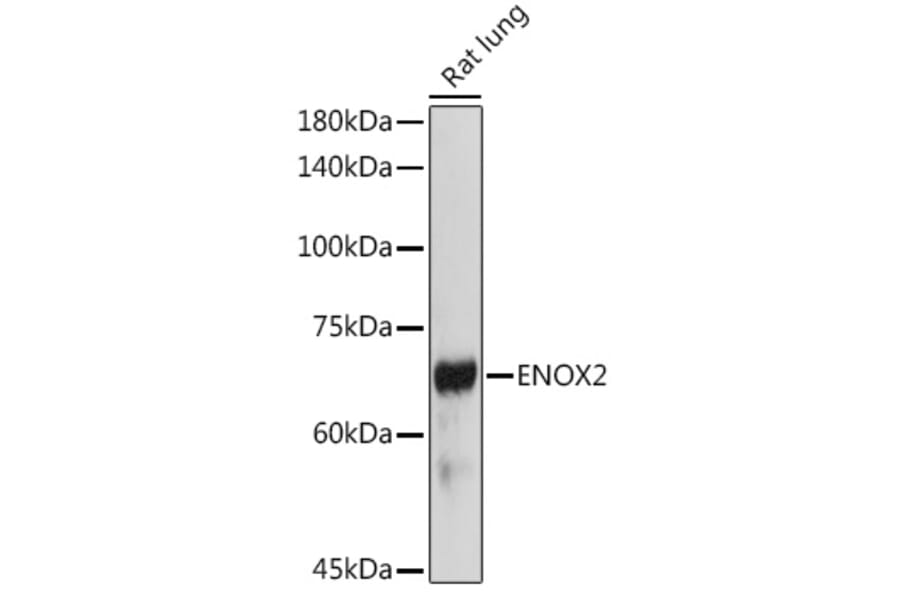 Western Blot - Anti-ENOX2/tNOX Antibody (A15518) - Antibodies.com