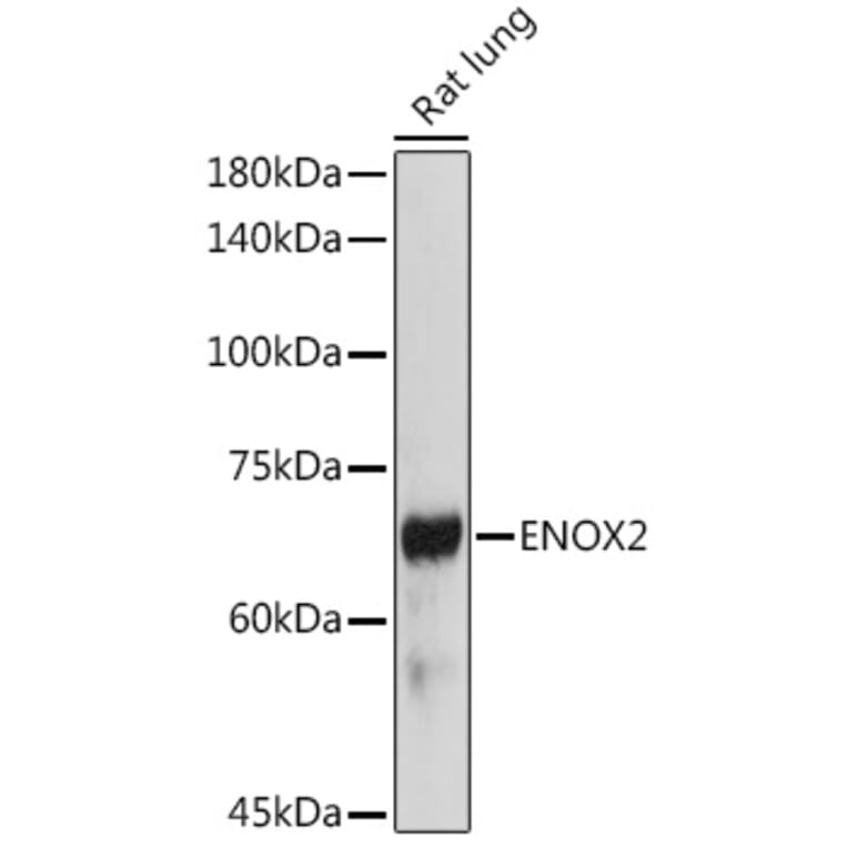 Western Blot - Anti-ENOX2/tNOX Antibody (A15518) - Antibodies.com