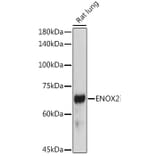 Western Blot - Anti-ENOX2/tNOX Antibody (A15518) - Antibodies.com