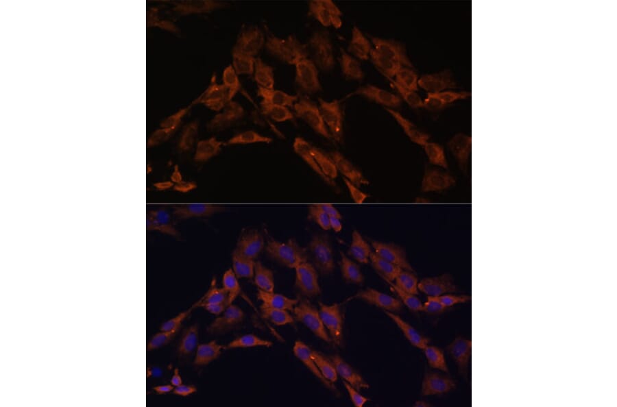 Immunofluorescence - Anti-ENOX2/tNOX Antibody (A15518) - Antibodies.com
