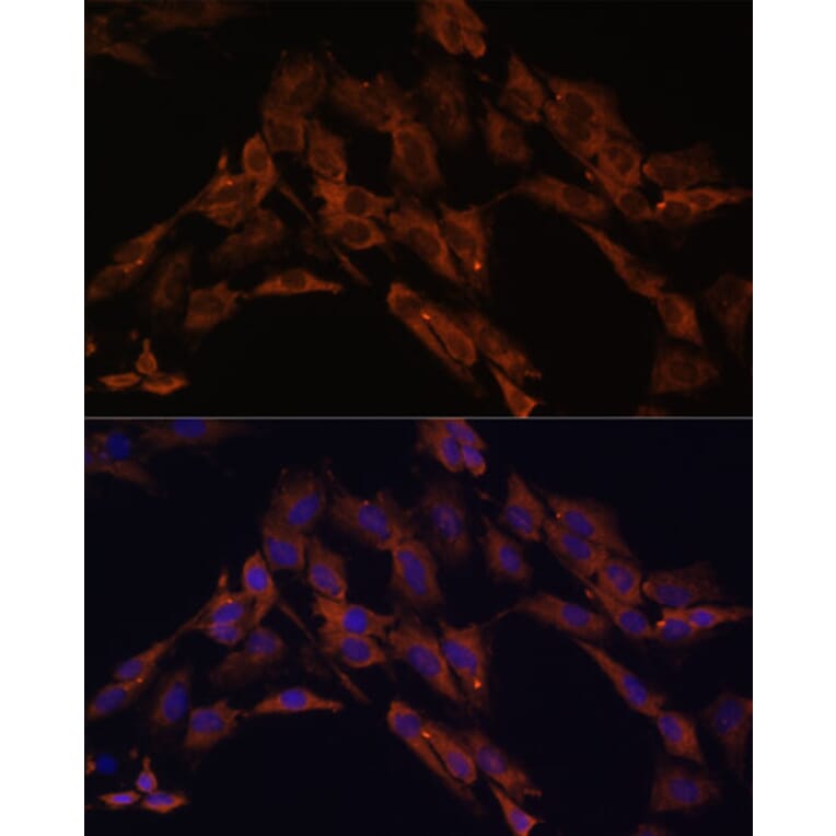 Immunofluorescence - Anti-ENOX2/tNOX Antibody (A15518) - Antibodies.com