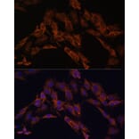 Immunofluorescence - Anti-ENOX2/tNOX Antibody (A15518) - Antibodies.com