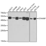 Western Blot - Anti-AMSH Antibody (A15519) - Antibodies.com