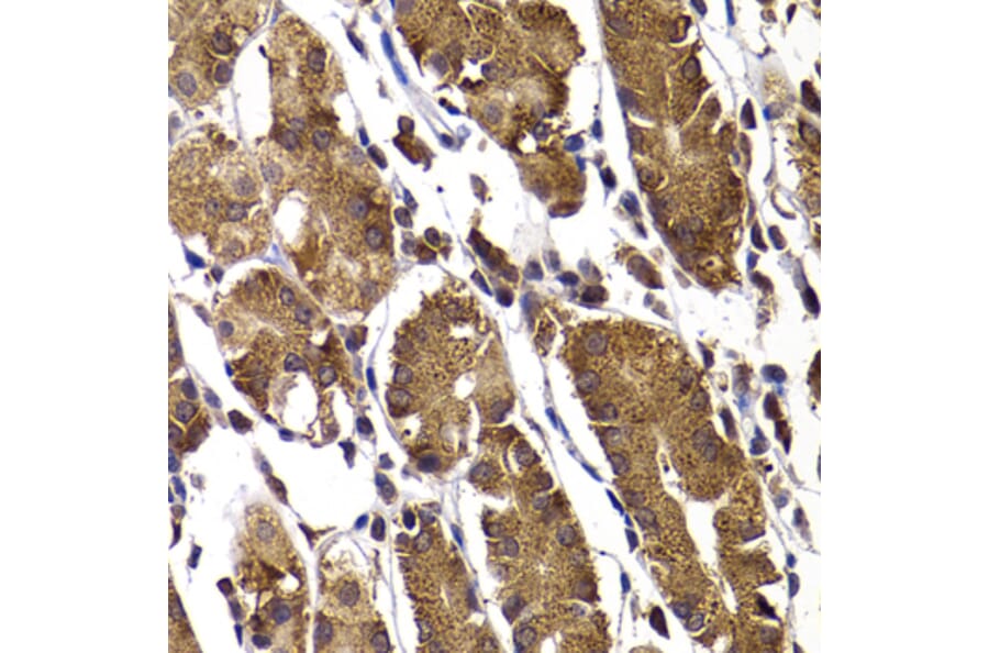 Immunohistochemistry - Anti-AMSH Antibody (A15519) - Antibodies.com