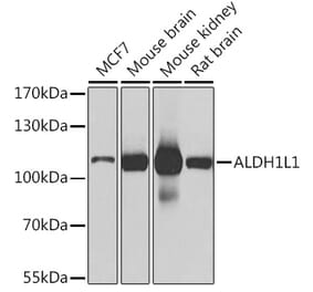 Western Blot - Anti-ALDH1L1 Antibody (A15520) - Antibodies.com