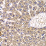 Immunohistochemistry - Anti-FASTK Antibody (A7069) - Antibodies.com