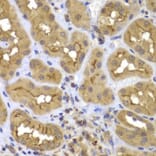 Immunohistochemistry - Anti-FASTK Antibody (A7069) - Antibodies.com