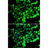 Immunofluorescence - Anti-FASTK Antibody (A7069) - Antibodies.com