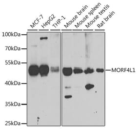 Western Blot - Anti-MRG15 Antibody (A15522) - Antibodies.com