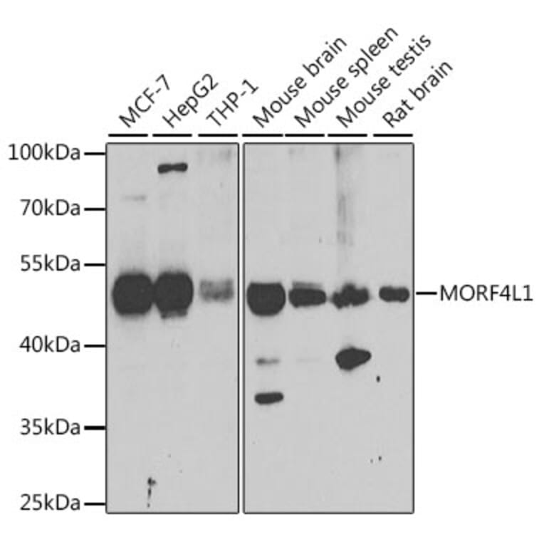 Western Blot - Anti-MRG15 Antibody (A15522) - Antibodies.com