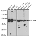 Western Blot - Anti-MRG15 Antibody (A15522) - Antibodies.com
