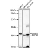 Western Blot - Anti-COPS6 Antibody (A15523) - Antibodies.com