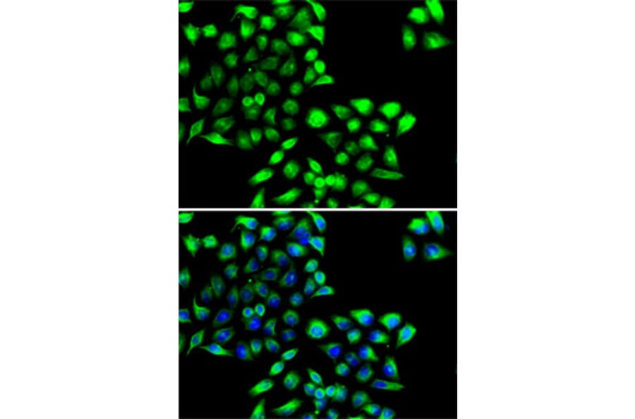 Immunofluorescence - Anti-COPS6 Antibody (A15523) - Antibodies.com