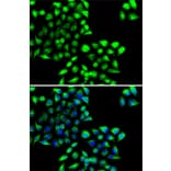 Immunofluorescence - Anti-COPS6 Antibody (A15523) - Antibodies.com