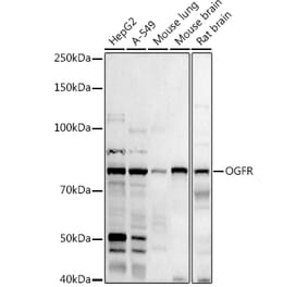Western Blot - Anti-OGFr Antibody (A15524) - Antibodies.com