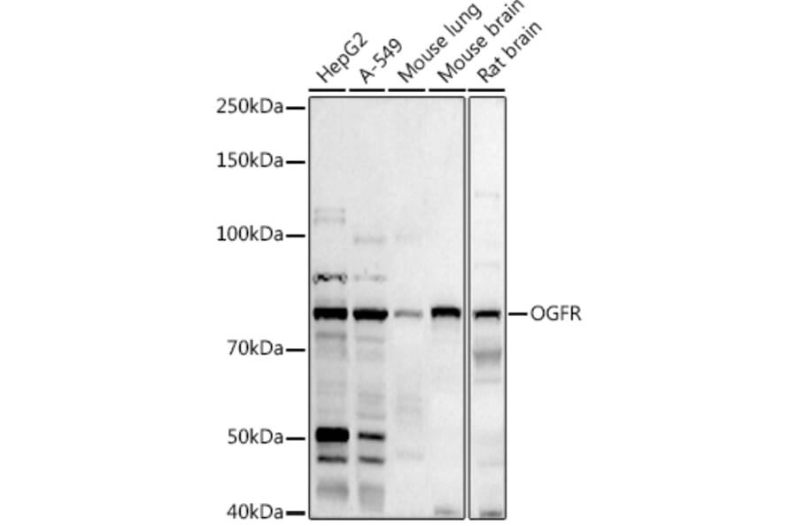 Western Blot - Anti-OGFr Antibody (A15524) - Antibodies.com