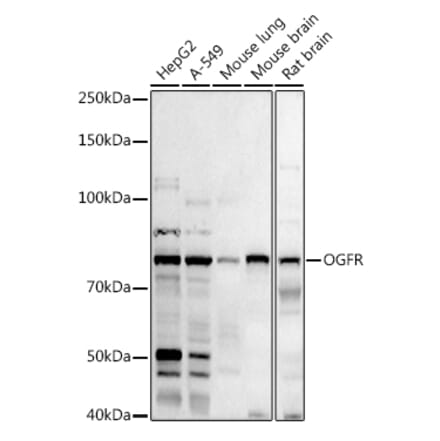 Western Blot - Anti-OGFr Antibody (A15524) - Antibodies.com