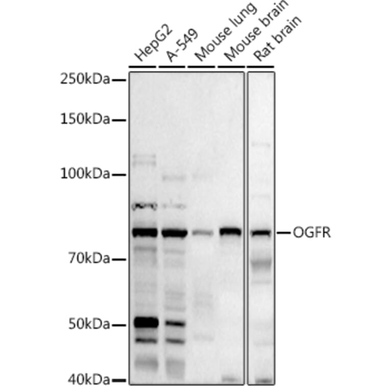 Western Blot - Anti-OGFr Antibody (A15524) - Antibodies.com
