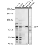 Western Blot - Anti-OGFr Antibody (A15524) - Antibodies.com