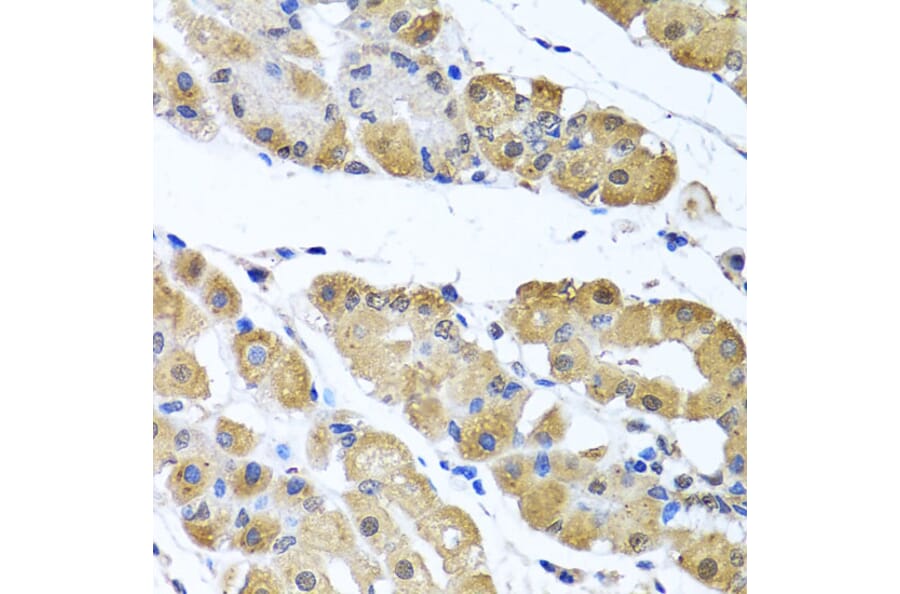 Immunohistochemistry - Anti-OGFr Antibody (A15524) - Antibodies.com
