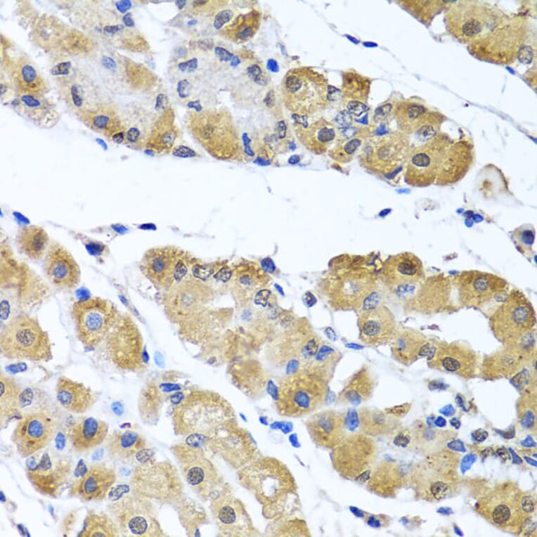 Immunohistochemistry - Anti-OGFr Antibody (A15524) - Antibodies.com