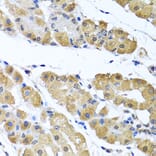 Immunohistochemistry - Anti-OGFr Antibody (A15524) - Antibodies.com