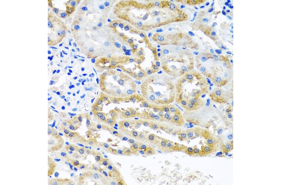 Immunohistochemistry - Anti-OGFr Antibody (A15524) - Antibodies.com