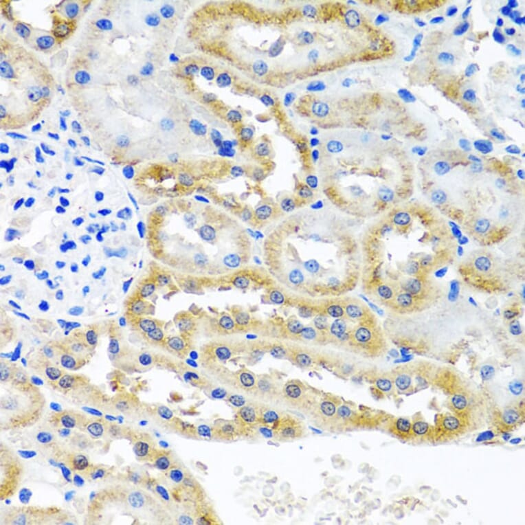 Immunohistochemistry - Anti-OGFr Antibody (A15524) - Antibodies.com