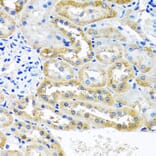 Immunohistochemistry - Anti-OGFr Antibody (A15524) - Antibodies.com