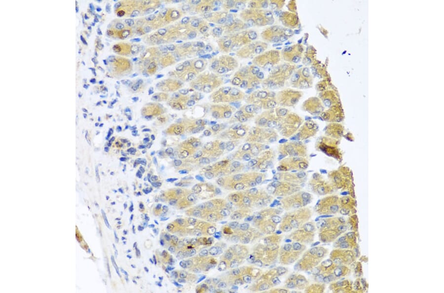 Immunohistochemistry - Anti-OGFr Antibody (A15524) - Antibodies.com