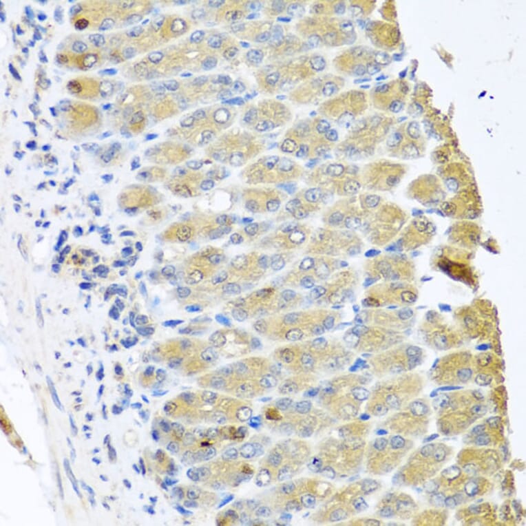 Immunohistochemistry - Anti-OGFr Antibody (A15524) - Antibodies.com