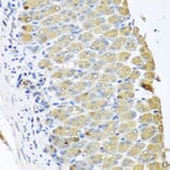 Immunohistochemistry - Anti-OGFr Antibody (A15524) - Antibodies.com