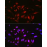 Immunofluorescence - Anti-OGFr Antibody (A15524) - Antibodies.com