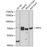 Western Blot - Anti-MTF2 Antibody (A15527) - Antibodies.com