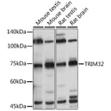 Western Blot - Anti-TRIM32 Antibody (A15529) - Antibodies.com