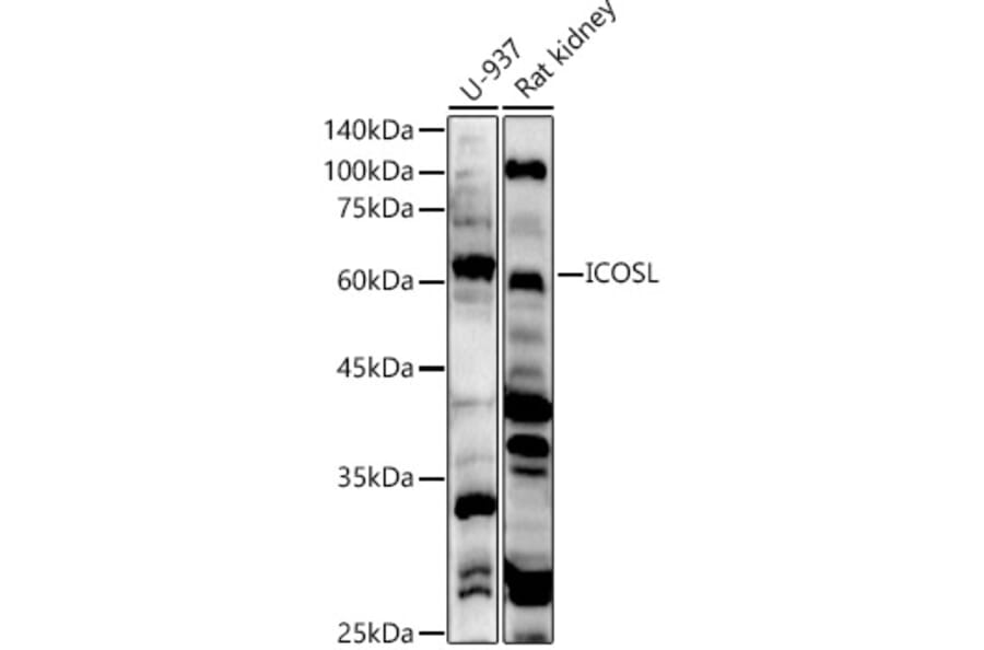 Western Blot - Anti-ICOS Ligand/ICOSL Antibody (A15530) - Antibodies.com