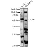 Western Blot - Anti-ICOS Ligand/ICOSL Antibody (A15530) - Antibodies.com