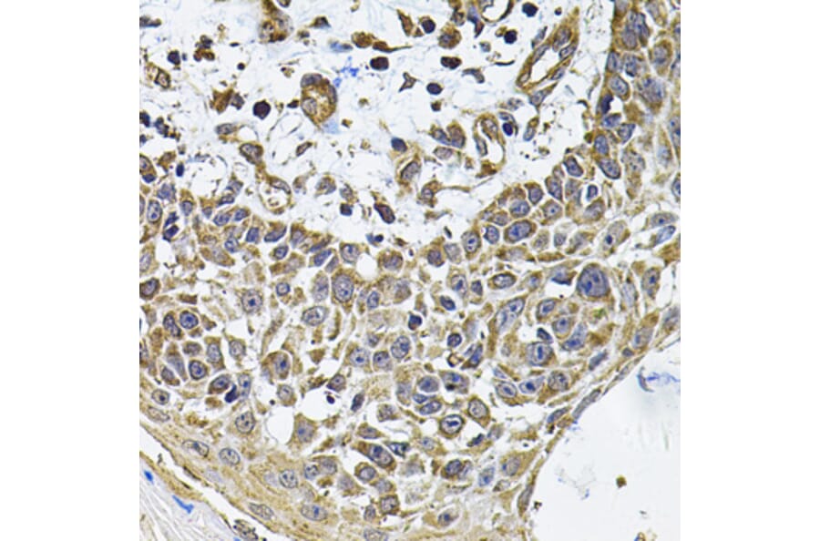 Immunohistochemistry - Anti-ICOS Ligand/ICOSL Antibody (A15530) - Antibodies.com