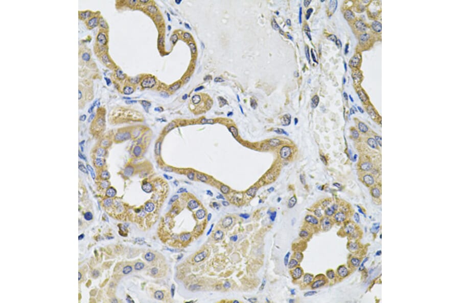 Immunohistochemistry - Anti-ICOS Ligand/ICOSL Antibody (A15530) - Antibodies.com