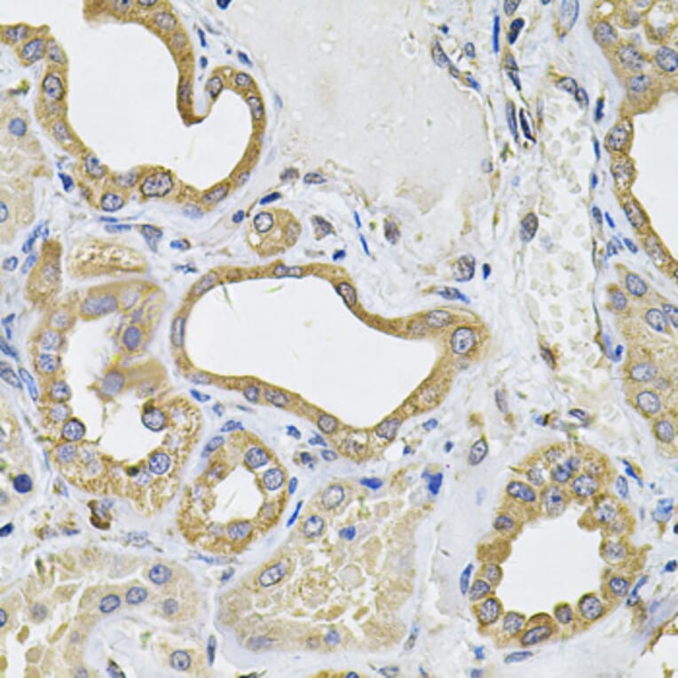 Immunohistochemistry - Anti-ICOS Ligand/ICOSL Antibody (A15530) - Antibodies.com