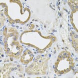 Immunohistochemistry - Anti-ICOS Ligand/ICOSL Antibody (A15530) - Antibodies.com
