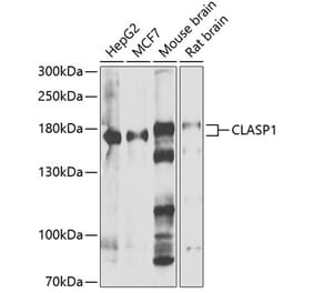 Western Blot - Anti-CLASP1 Antibody (A15531) - Antibodies.com