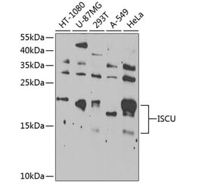 Western Blot - Anti-ISCU Antibody (A15532) - Antibodies.com