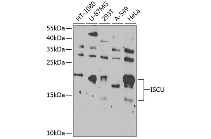 Western Blot - Anti-ISCU Antibody (A15532) - Antibodies.com