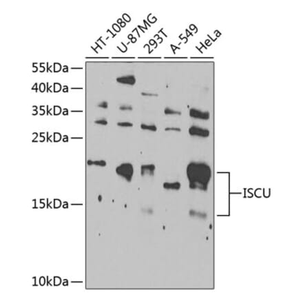 Western Blot - Anti-ISCU Antibody (A15532) - Antibodies.com