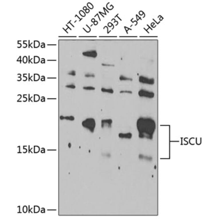 Western Blot - Anti-ISCU Antibody (A15532) - Antibodies.com