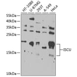 Western Blot - Anti-ISCU Antibody (A15532) - Antibodies.com